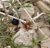 Leysera leyseroides