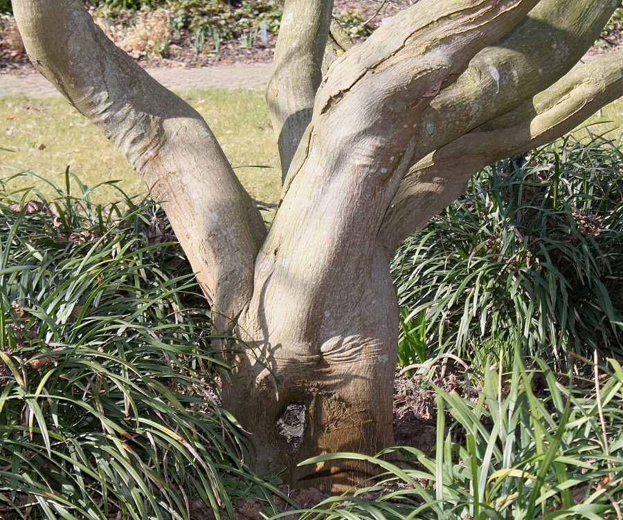 Image of Acer japonicum specimen.