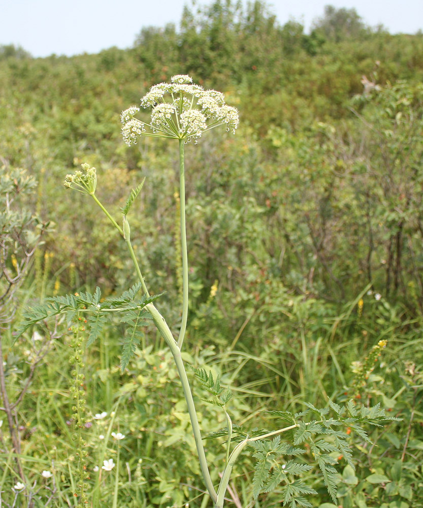 Image of Conioselinum tataricum specimen.