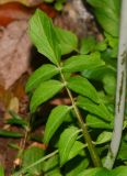 Valeriana dioscoridis