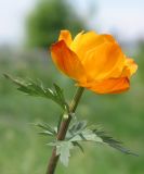 Trollius altaicus