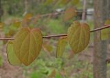 Cercidiphyllum japonicum
