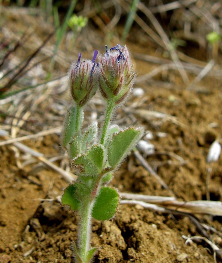 Изображение особи Trigonella rotundifolia.