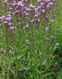 Cirsium setosum