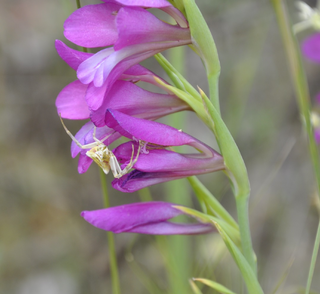 Image of Gladiolus illyricus specimen.