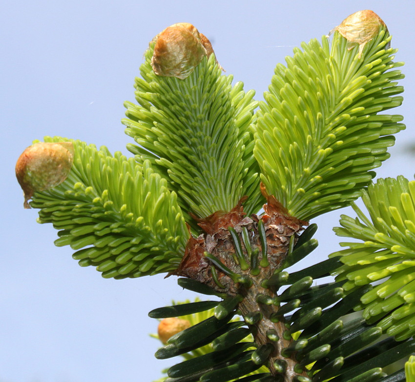 Изображение особи Abies numidica.