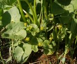 Caltha palustris