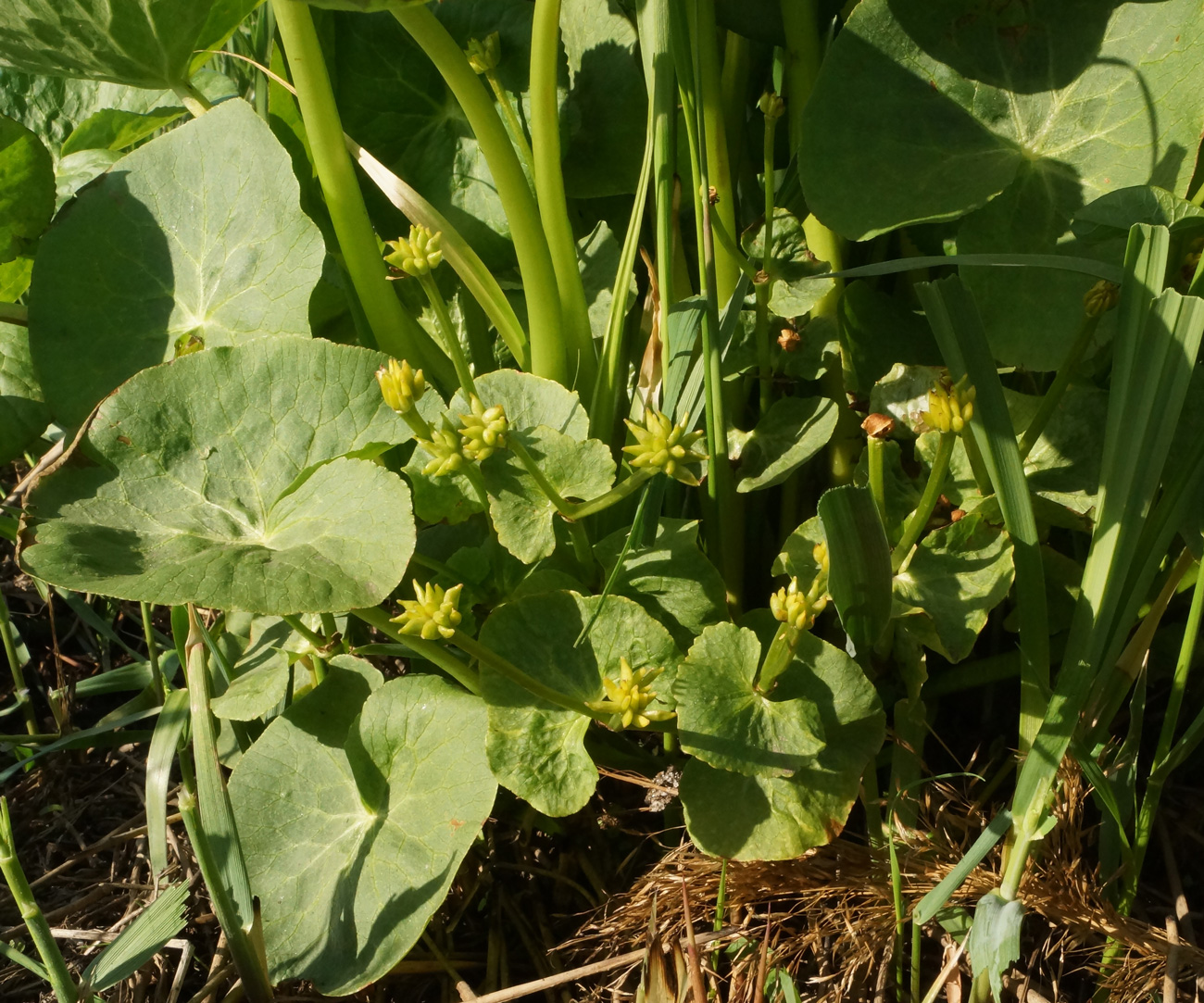 Изображение особи Caltha palustris.