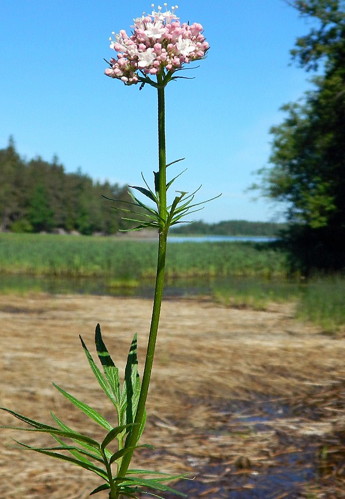 Image of Valeriana salina specimen.