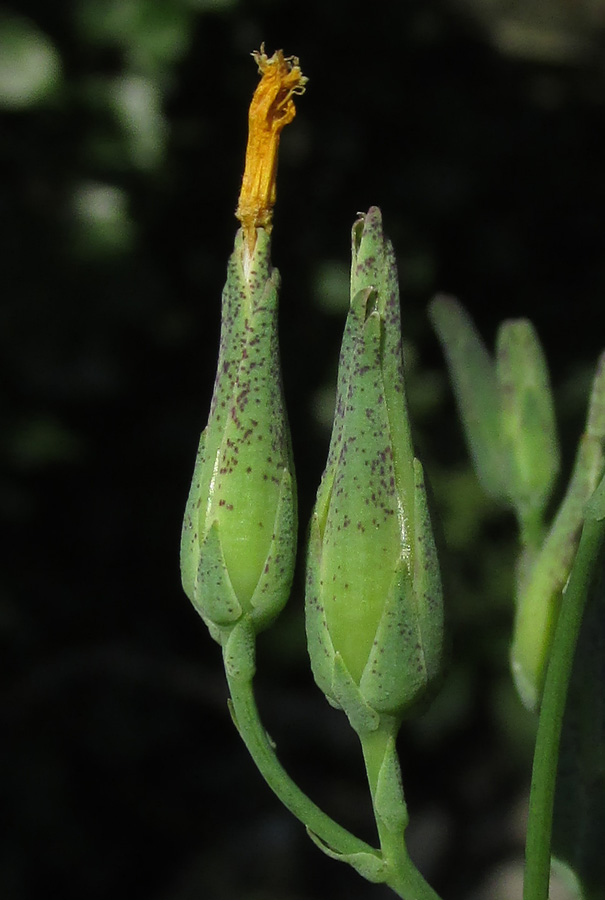 Изображение особи Lactuca chaixii.