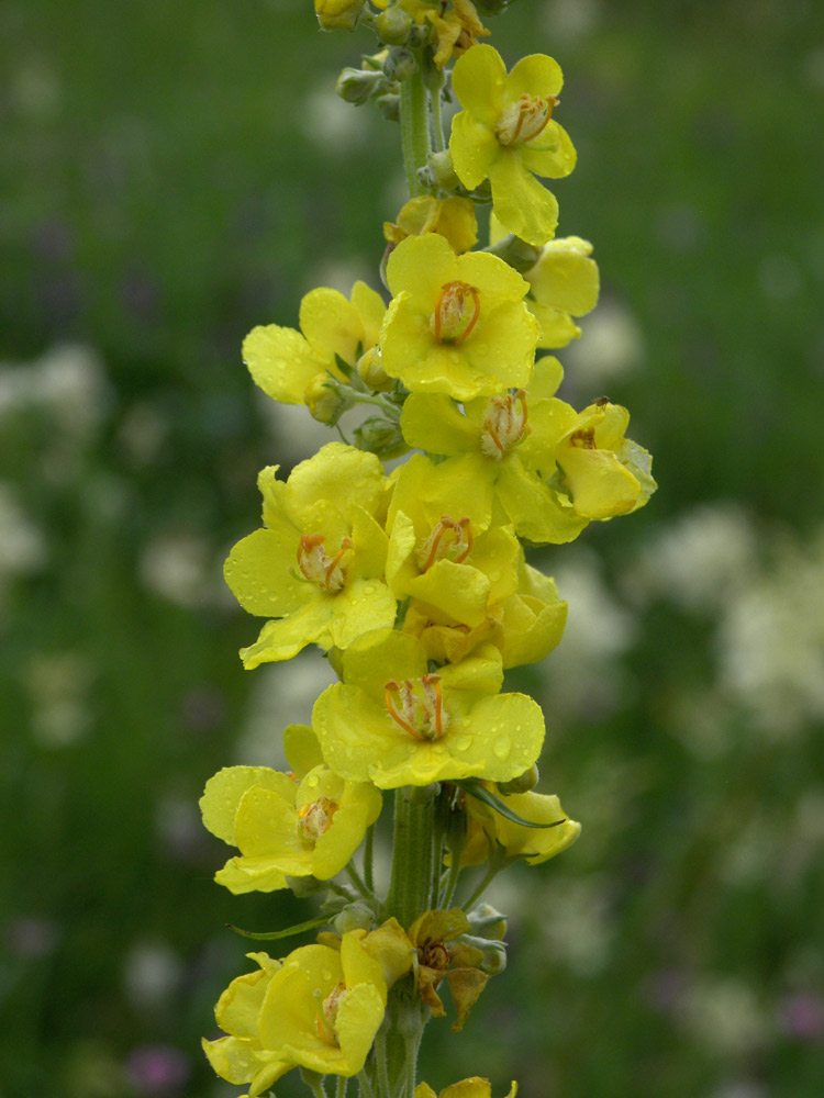 Image of Verbascum lychnitis specimen.