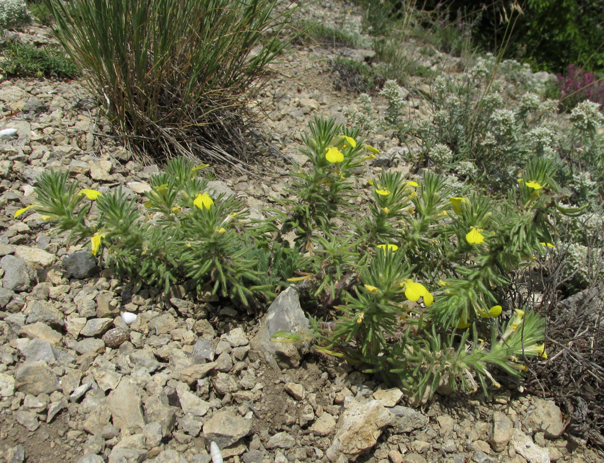 Image of Ajuga mollis specimen.