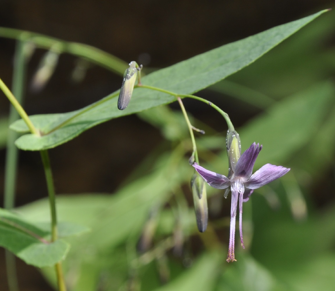 Image of Prenanthes purpurea specimen.