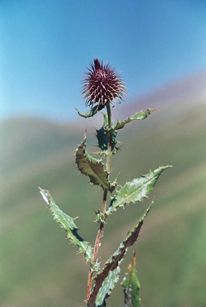 Изображение особи Syreitschikovia spinulosa.