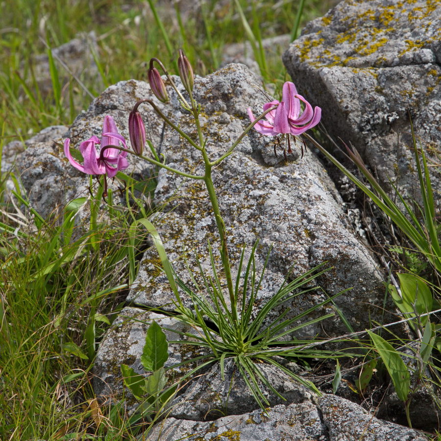 Image of Lilium cernuum specimen.