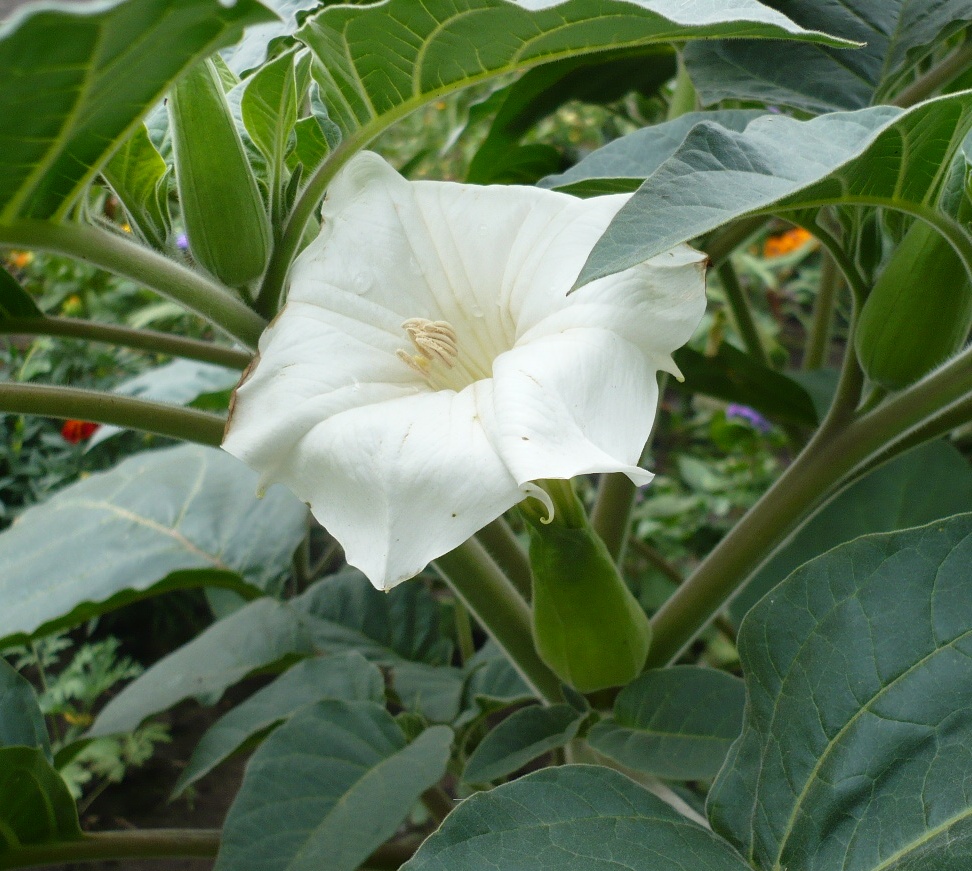 Изображение особи Datura innoxia.