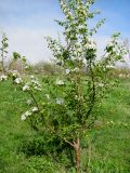 Pyrus caucasica