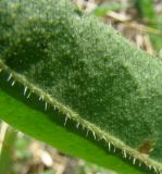Picris hieracioides