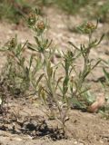 Gnaphalium rossicum. Цветущее и плодоносящее растение. Крым, предгорья, окр. с. Терновка. 09.09.2014.