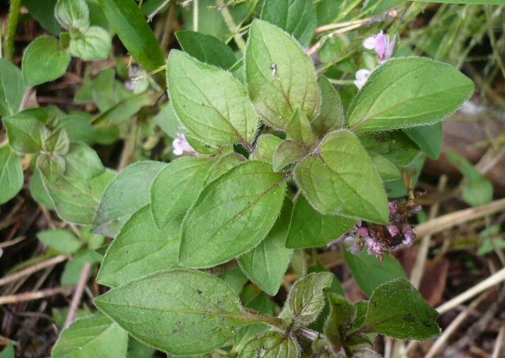 Image of Origanum vulgare specimen.