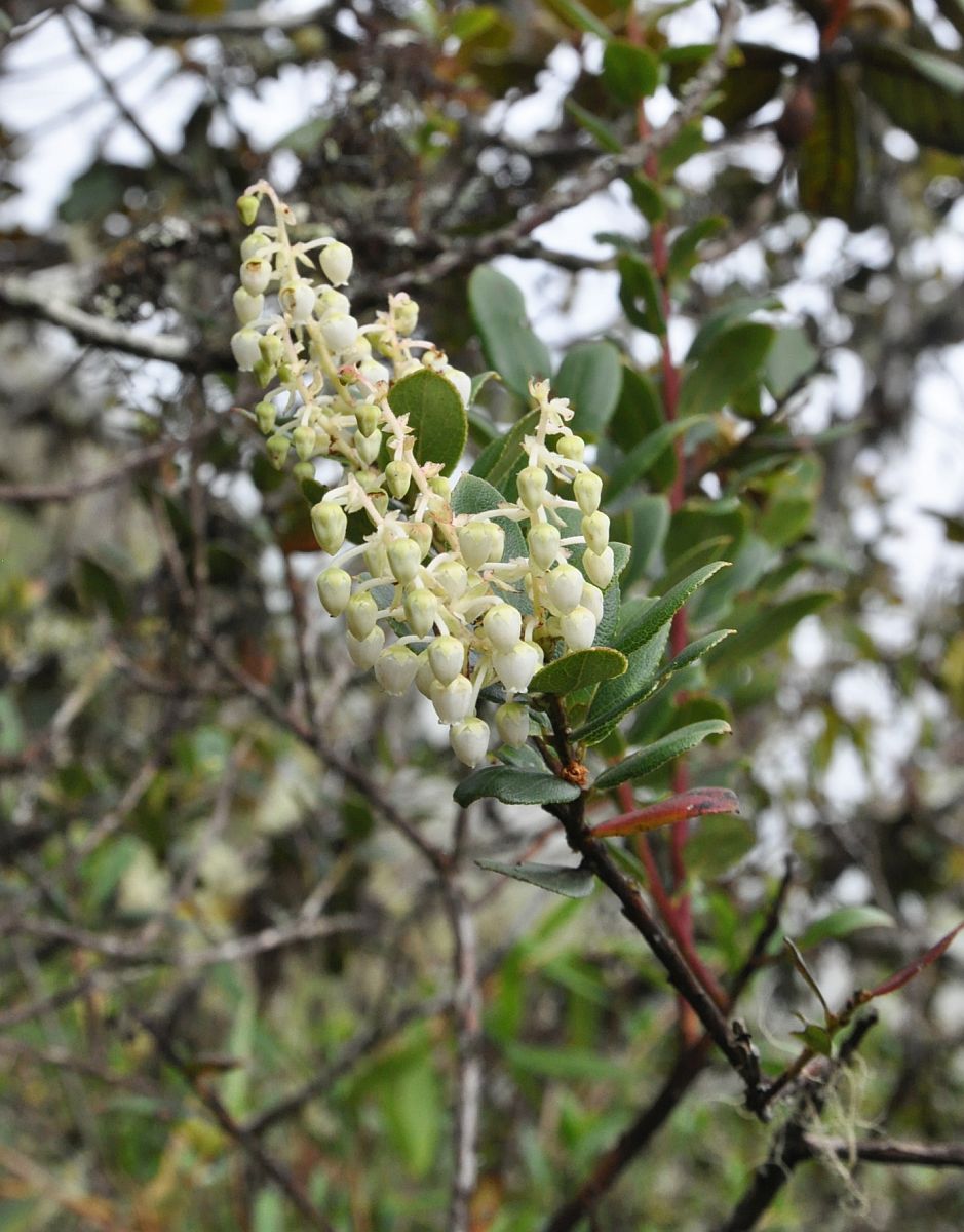 Изображение особи Agarista albiflora.