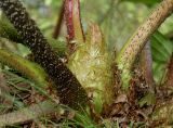 Gunnera tinctoria. Основания черешков листьев и развивающийся побег. Германия, г. Дюссельдорф, Ботанический сад университета. 05.09.2014.