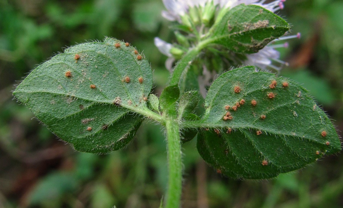 Image of Mentha aquatica specimen.