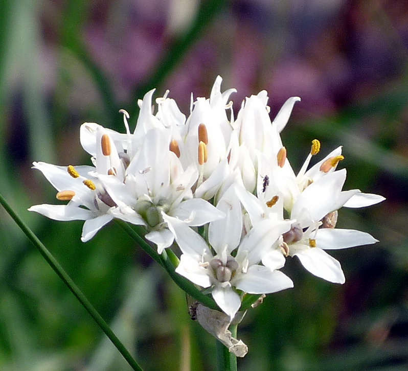 Image of Allium ramosum specimen.