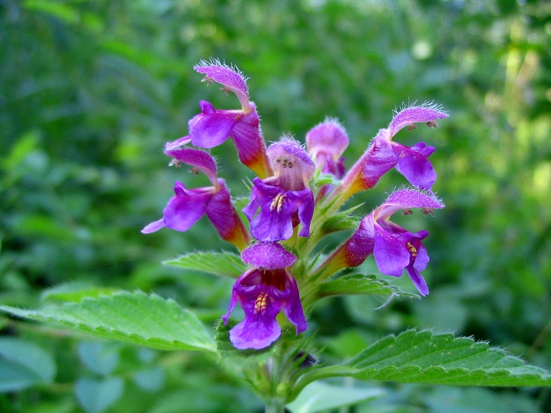 Изображение особи Galeopsis pubescens.