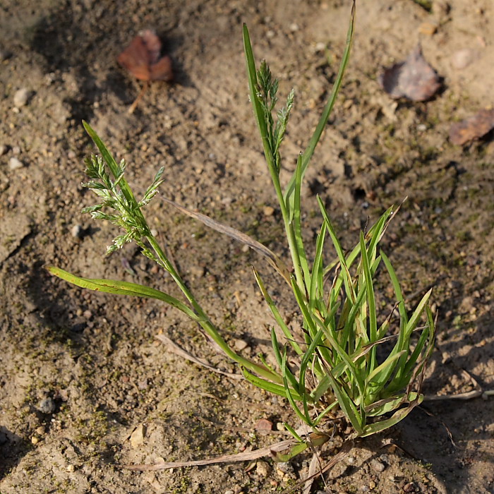 Image of Poa annua specimen.