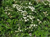 Spiraea beauverdiana