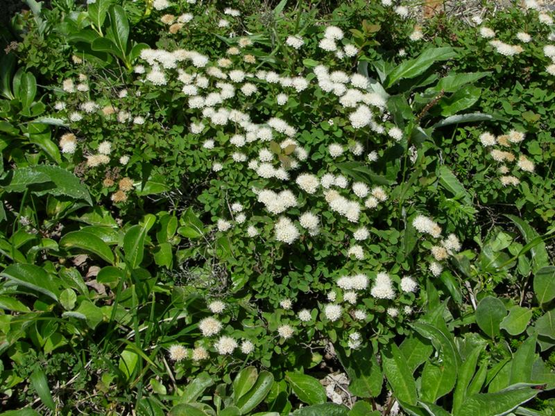 Изображение особи Spiraea beauverdiana.