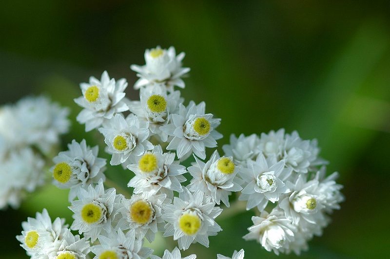 Изображение особи Anaphalis margaritacea.