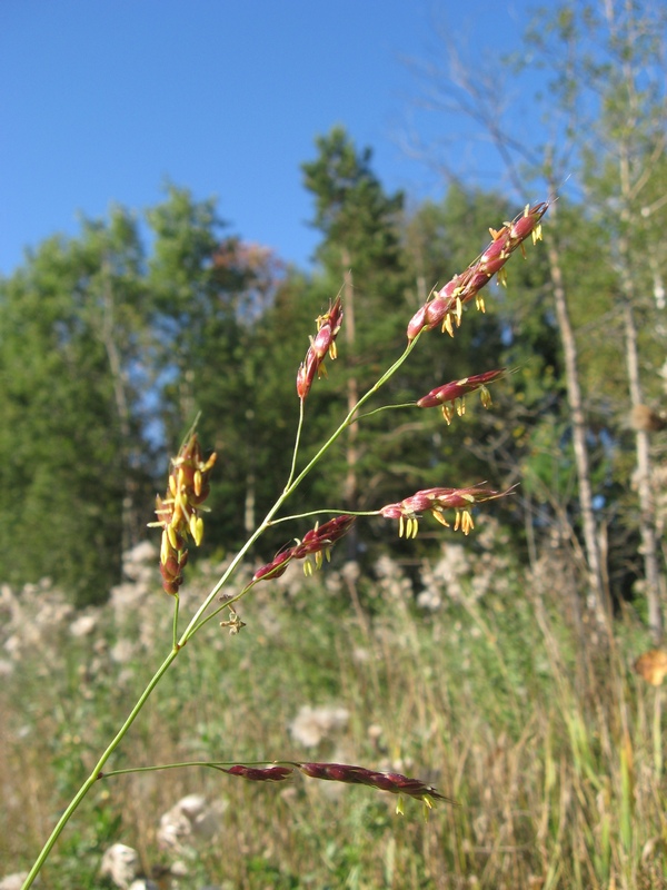Image of Sorghum × drummondii specimen.