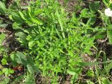 Thymus marschallianus