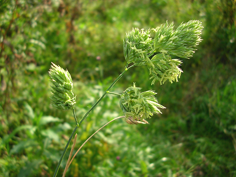 Изображение особи Dactylis glomerata.