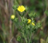 genus Potentilla