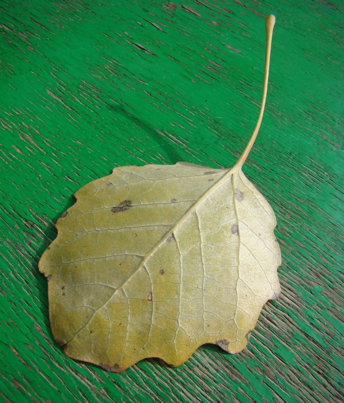 Image of Populus &times; canescens specimen.