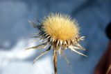 Carlina biebersteinii. Соплодие. Алтайский край, Краснощековский р-н, с. Тигирек. 1 марта 2008 г.