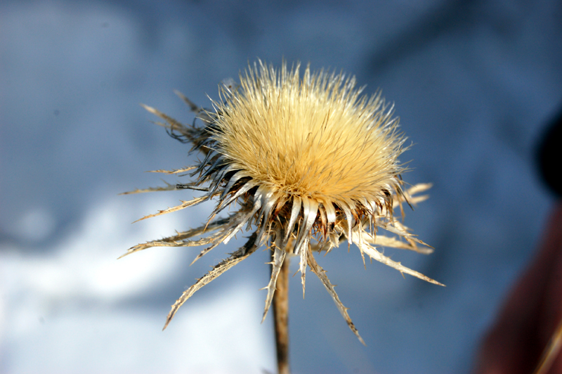 Image of Carlina biebersteinii specimen.