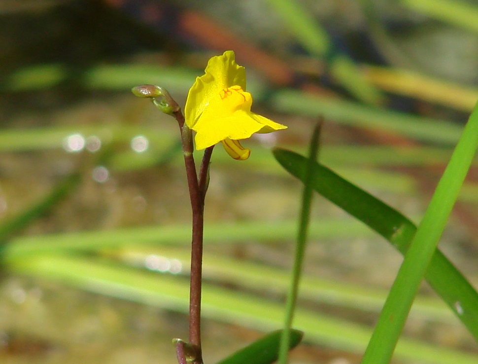 Изображение особи Utricularia vulgaris.