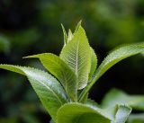 Inula helenium. Верхушка развивающегося побега (культивар). Московская обл., Раменский р-н, окр. дер. Хрипань, садовый участок. 30.06.2015.