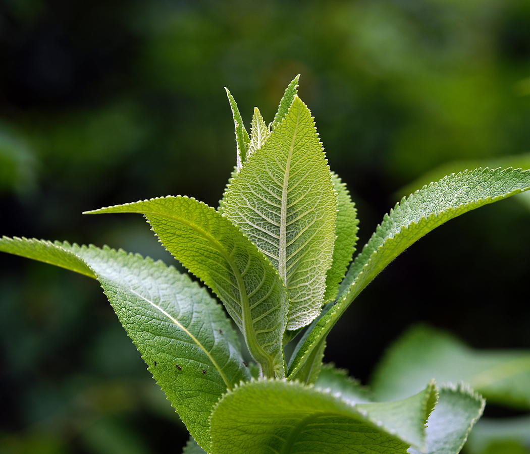 Изображение особи Inula helenium.