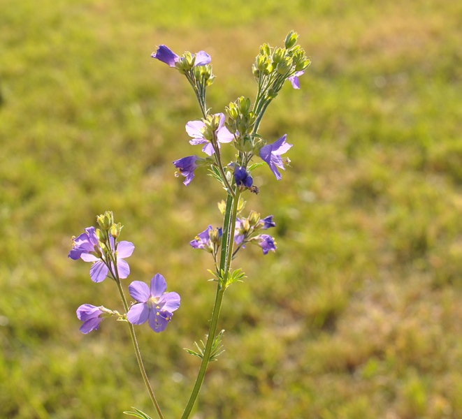 Изображение особи Polemonium caeruleum.