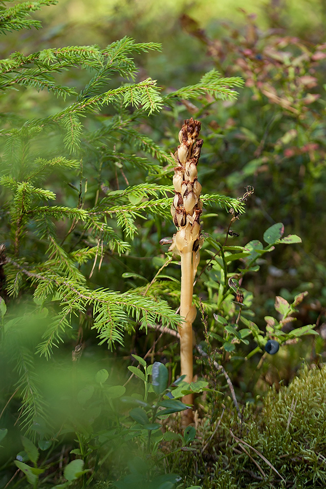 Image of Hypopitys monotropa specimen.