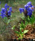 Dracocephalum grandiflorum