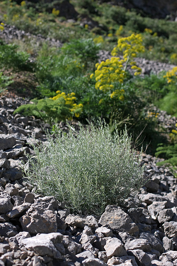 Изображение особи Artemisia juncea.