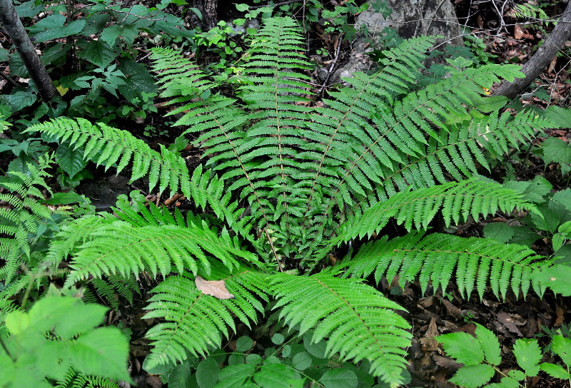 Изображение особи Dryopteris crassirhizoma.