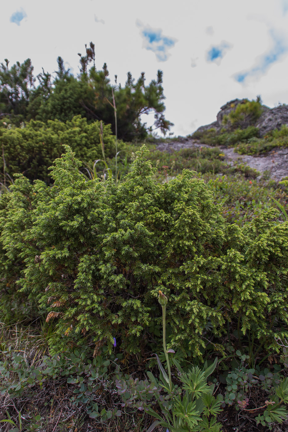 Изображение особи Juniperus sibirica.