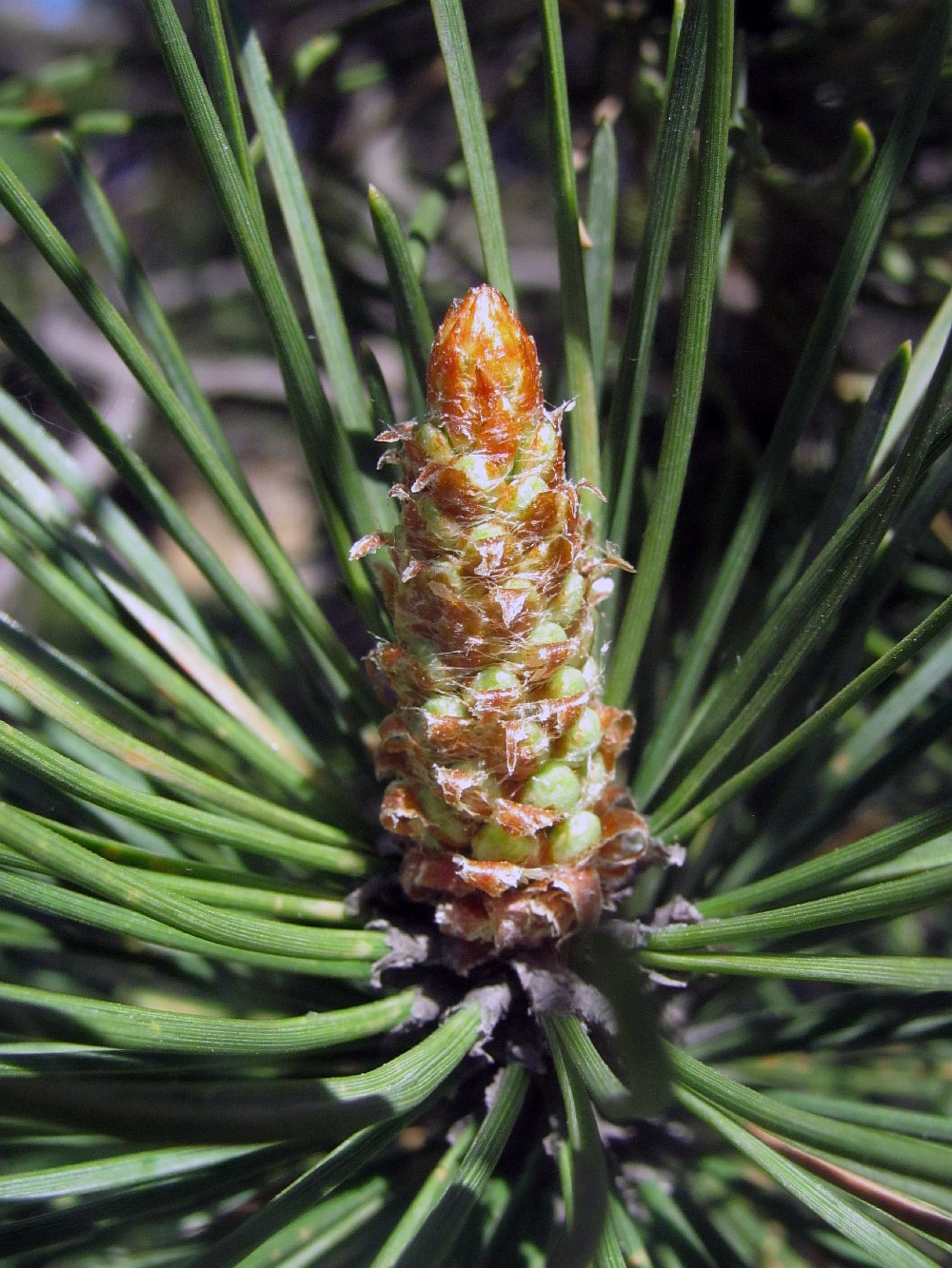 Изображение особи Pinus &times; neilreichiana.